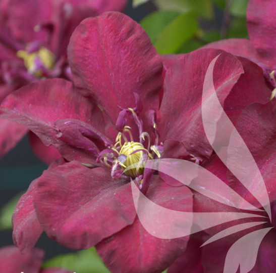 Clematite Jan III Sobieski (ghiveci 2 L) cu flori catifelate de culoare rosu inchis, semiduble si simple, cataratoare Clematis