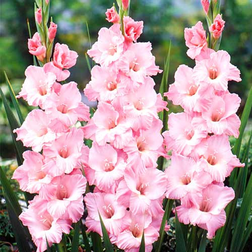 Gladiole Krasnodar (7 bulbi), culoare floare roz cu alb, bulbi de flori