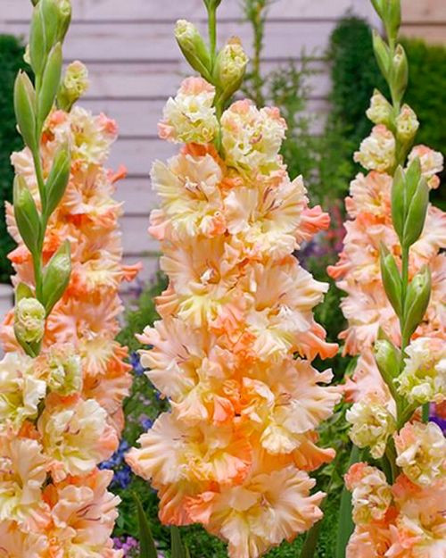 Gladiole Sotsji (7 bulbi), culoare floare roz cu alb, bulbi de flori