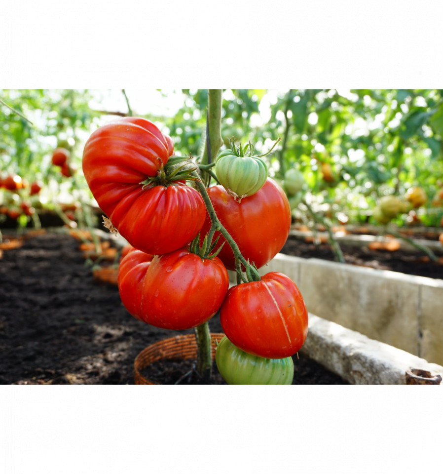 Gourmandia F1 (7 seminte) de rosii in forma de inima, carnoase cu gust deosebit, Claus