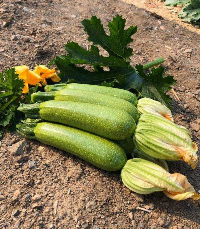 Imperator F1 (500 seminte) dovlecei verde inchis, cilindrice, forma usor conica aspect lucios, Sakata