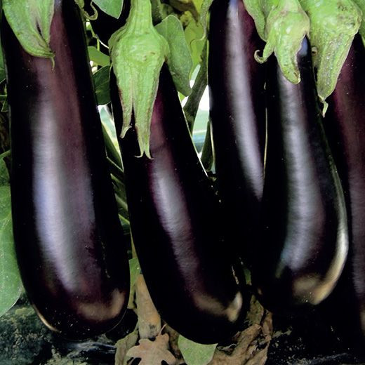 Morella F1 ( 500 seminte) vinete forma cilindrica, Profit Seeds