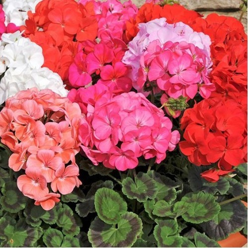 Muscata Mix (20 seminte) de flori Muscata Mix potrivita pentru crestere in ghivece, Sem Luca