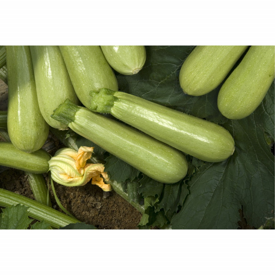 Nevira F1 (500 seminte) dovlecel culoare verde deschis cu fructe cilindrice, Vilmorin