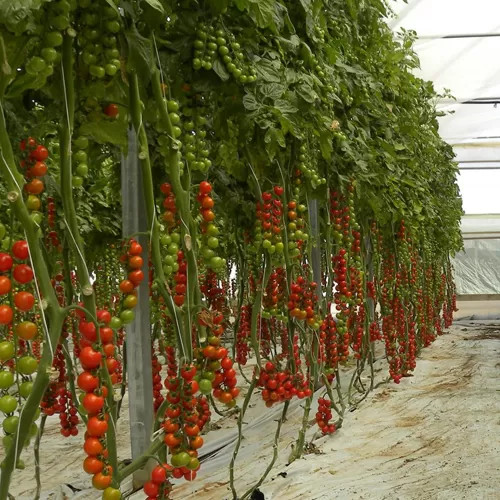 Pralyna F1 (100 seminte) tomate cherry, Profit Seeds