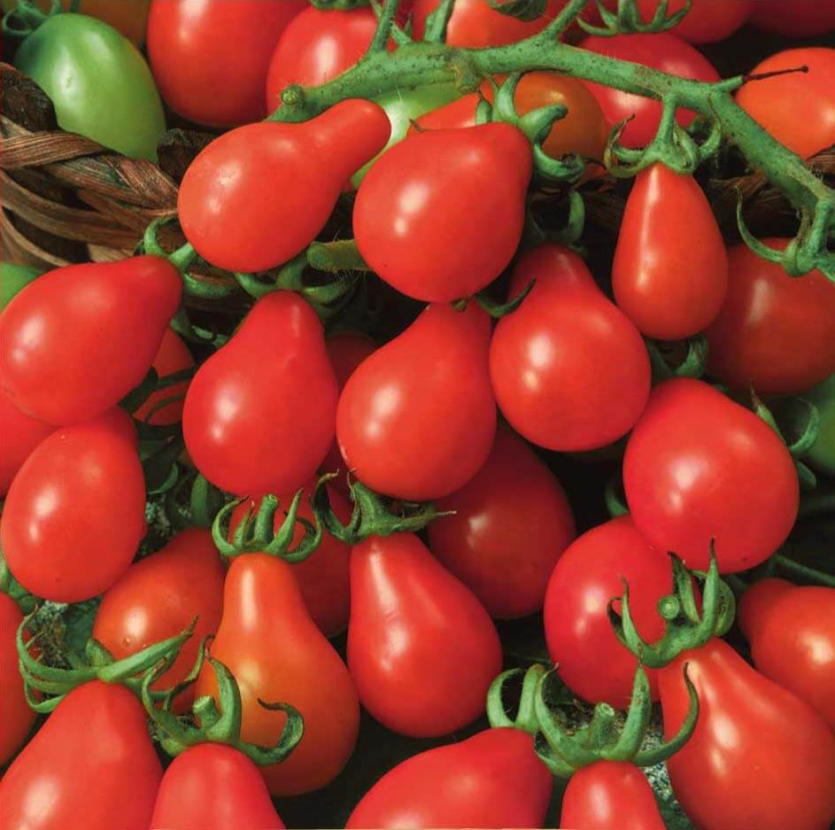Radana Pearshape (120 seminte) de rosii prunisoare, Seklos