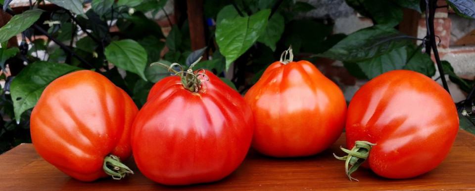 Red Pear (500 seminte) tomate in forma de para soi italian, crestere nedeterminata, Vitesse