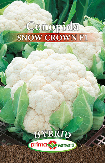 Snow Crown F1 (120 seminte) de conopida timpurie, fructe compacte, alb deschis Prima Sementi