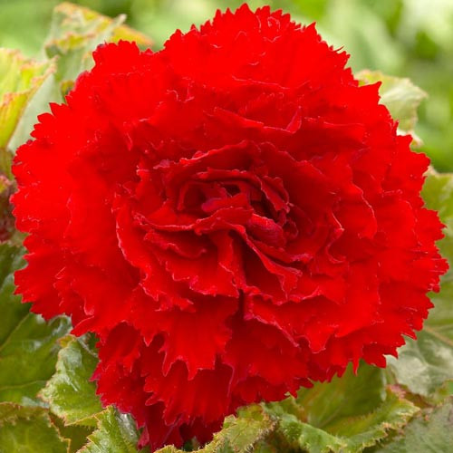 Begonie Fimbriata Red (3 bulbi), floare mare creata, culoare rosu, bulbi de flori