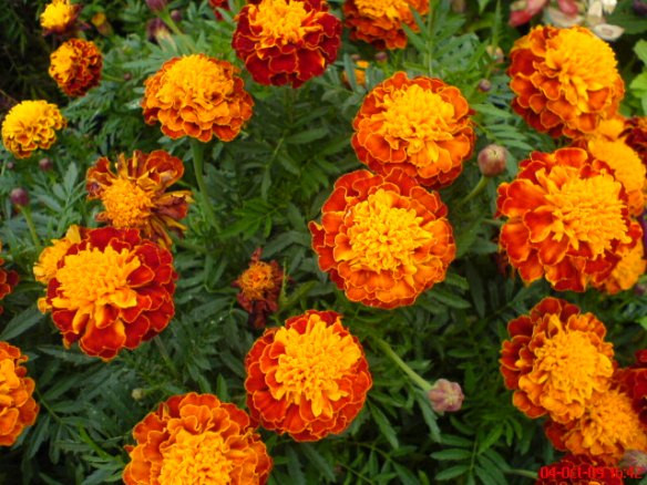 Craite pitice Carmen (0.4 gr) seminte de craite pitice (Tagetes patula nana)