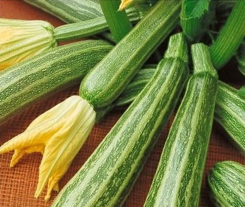 Dovlecel Striato D' Italia (3 gr) seminte de dovlecei, tip zucchini neobisnuit de atractiv, Agrosem