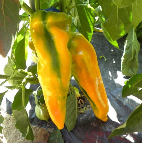 Giubileo F1 ( 250 seminte) ardei kapia, tip Corno di toro galben, Profit Seeds
