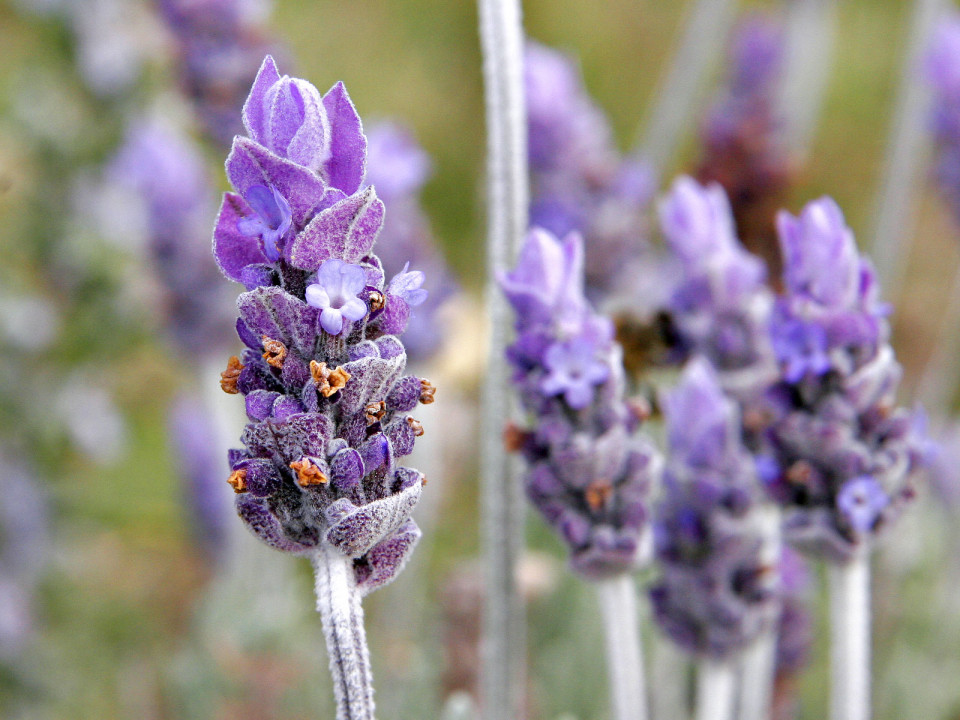 Lavanda (300 seminte) de Levantica (Lavandula officinalis), de la Laktofol