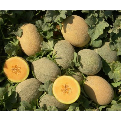Letea F1 (50 seminte) pepene galben timpuriu tip ananas, Hektar