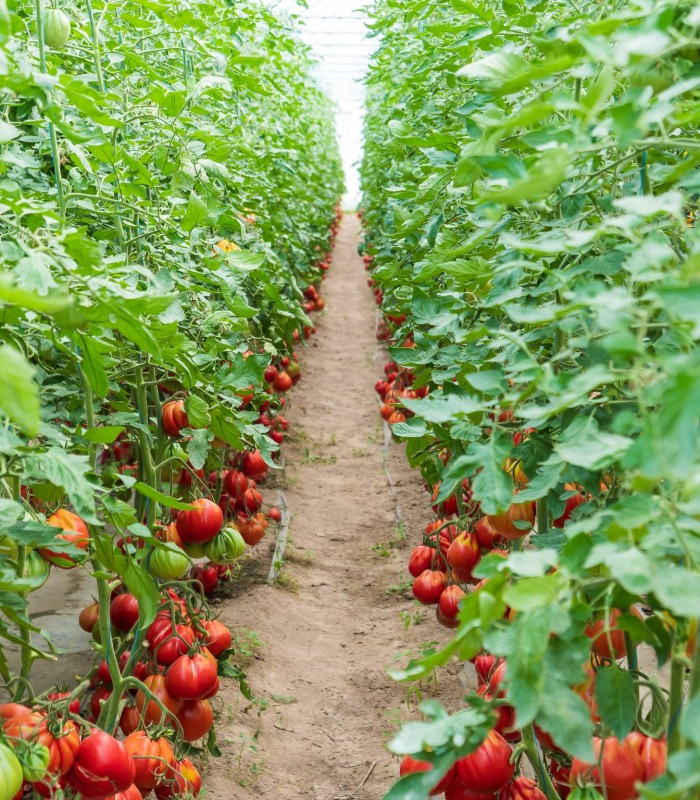 Levante F1 (100 seminte) tomate crestere nedeterminata de tip inima de bou, cu fructe mari de culoare rosu intens, Seminis