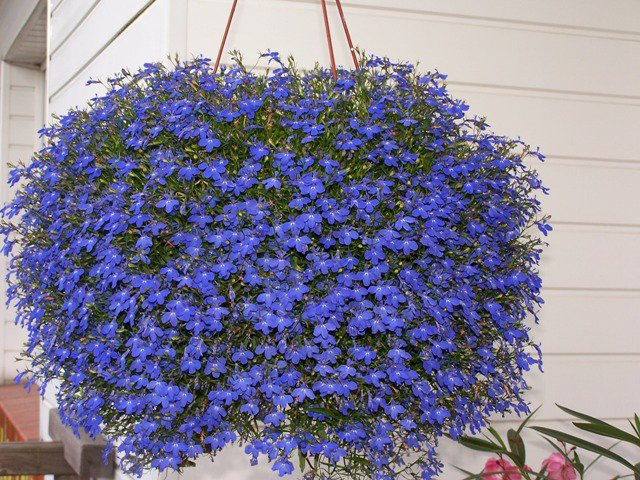 Lobelia Curgatoare albastra (0,15 g), seminte flori curgatoare Lobelia erinus, Agrosem