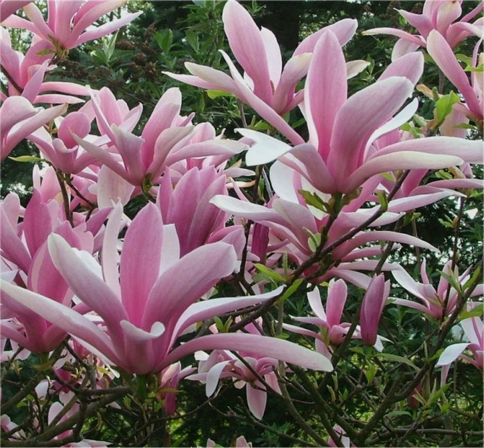 Magnolie George Henry Kern cu flori mari, parfumate, in nuante de roz