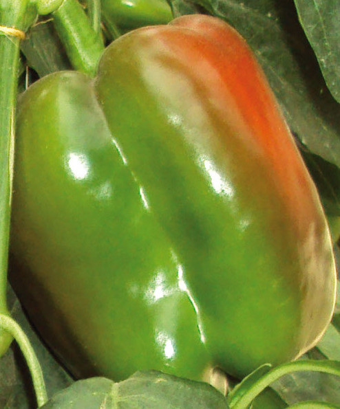 Mannal F1 (250 seminte) de ardei gras, fructe mari 350-400 gr, hibrid semitimpuriu de ardei tip Blocky, Profit Seeds