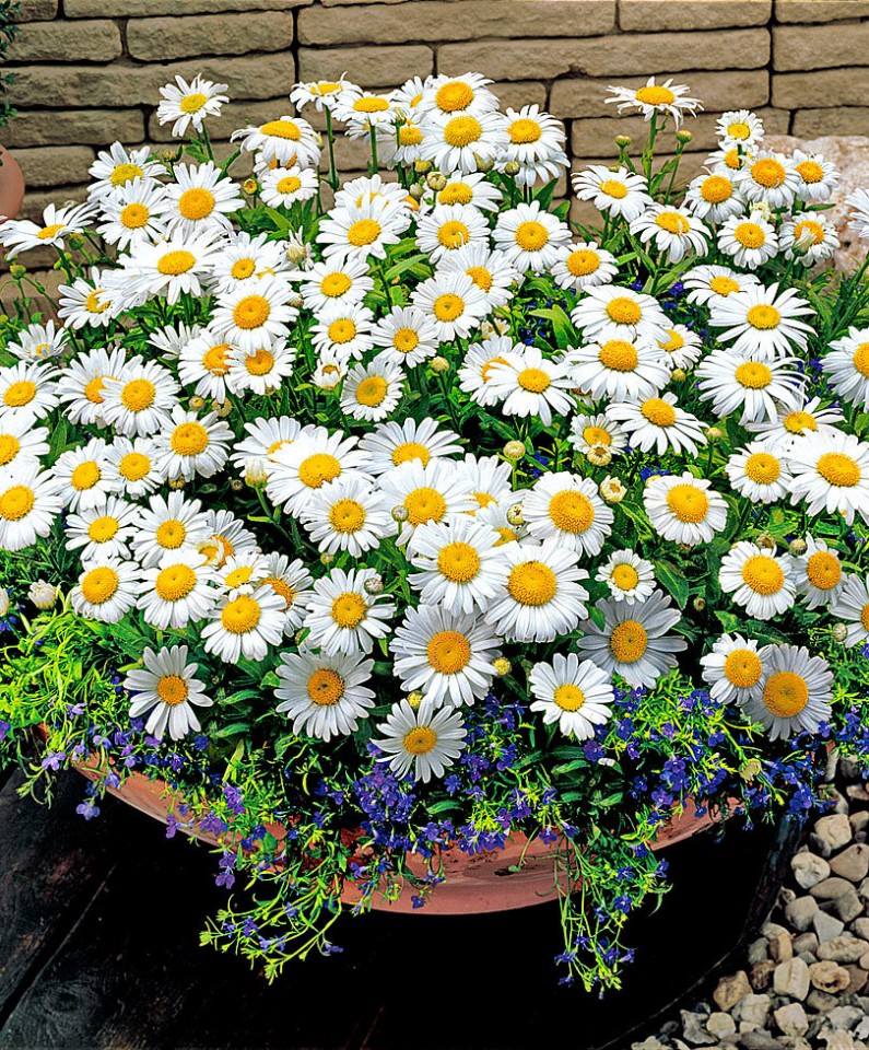 Musetel Medicinal (4000 seminte) de musetel medicinal cu flori foarte parfumate, Agrosem