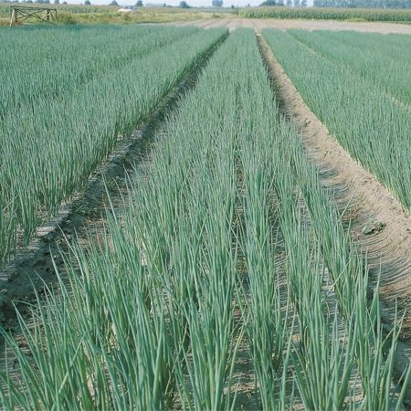 Parade (10.000 seminte) ceapa pentru legatura ce nu formeaza bulbi si poate fi cultivata pe tot parcursul anului, Bejo