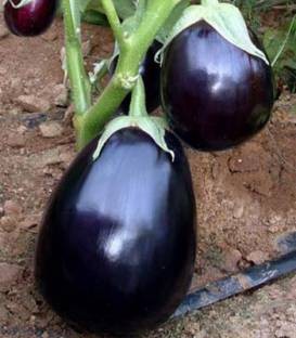 Perfection F1 (40 seminte) de vinete gigant, fructul globulos cu peduncul si fara tepi, Prima Sementi