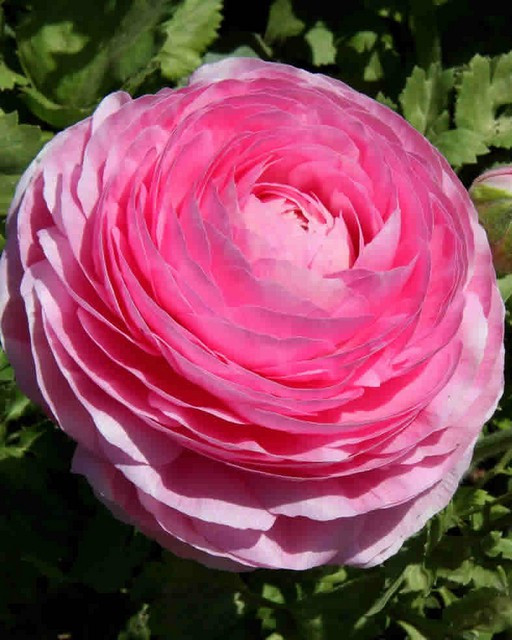 Ranunculus Pink (10 bulbi), flori culoare roz, inflorescenta bogata, bulbi de flori