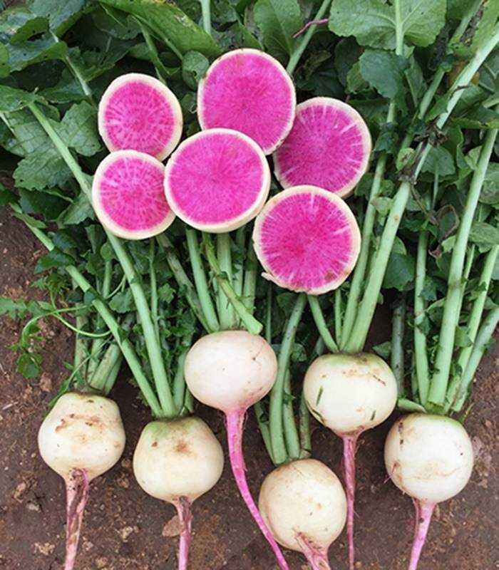 Red Meat (25 gr) seminte de ridichi forma rotunda si radacina alba cu guler verde de buna calitate pentru salate si gatit, Takii Seeds
