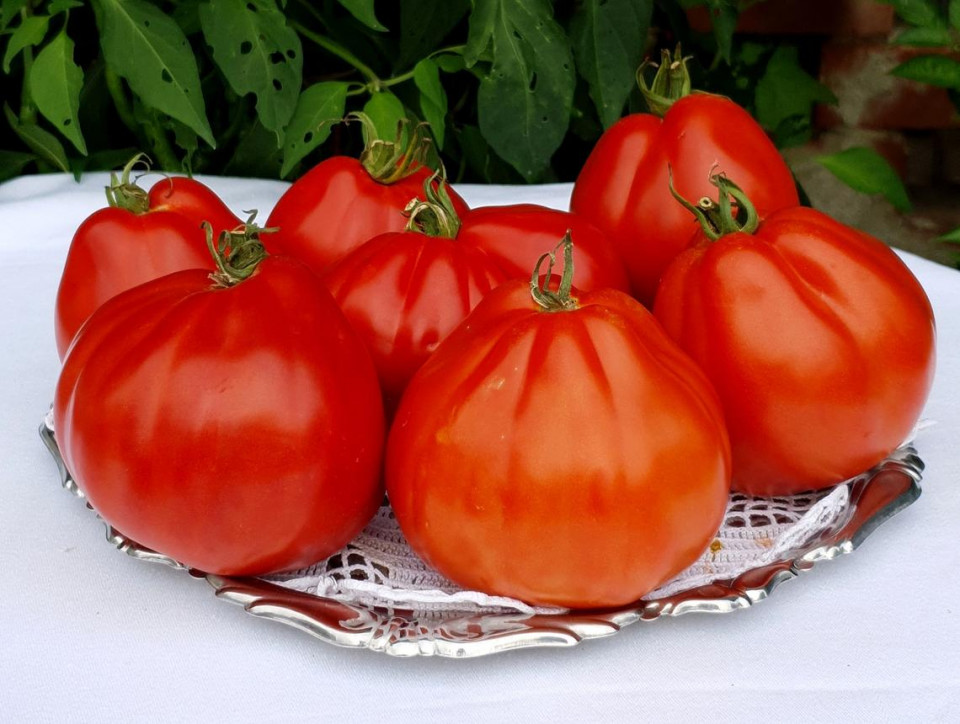 Red Pear (500 seminte) tomate in forma de para soi italian, crestere nedeterminata, Vitesse