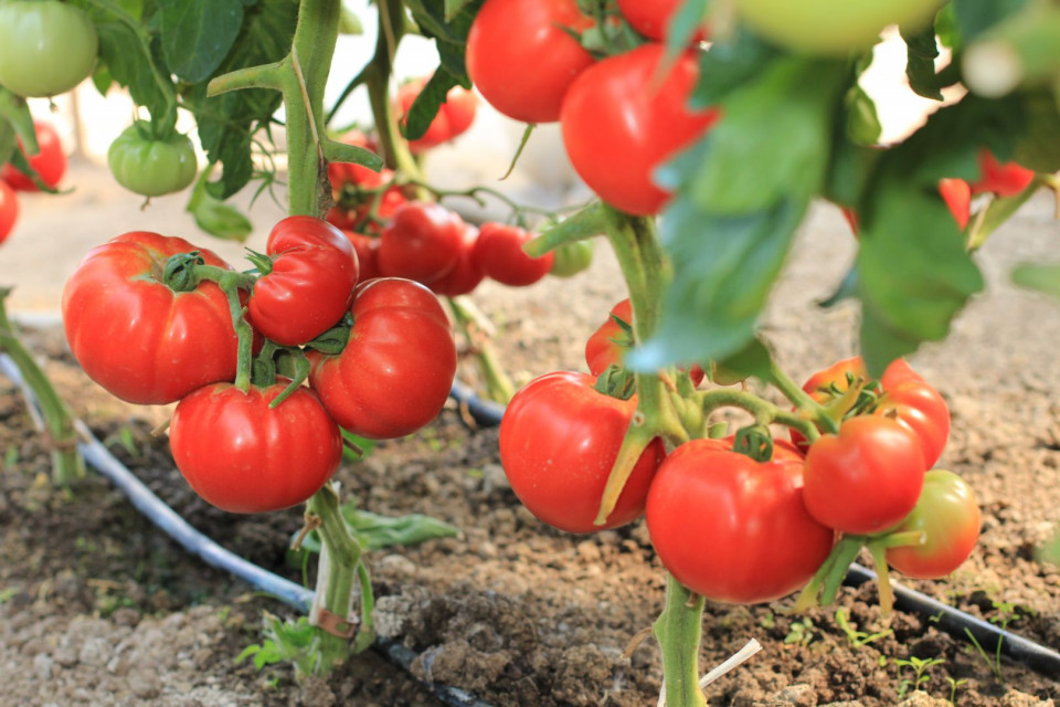 Roker - 10 gr - Seminte Tomate pentru Camp Soi Sarbesc de la Superior Seeds
