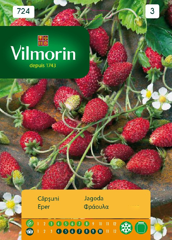 Seminte de Capsuni, soi cu productivitate ridicate cu fructe foarte gustoase, Vilmorin