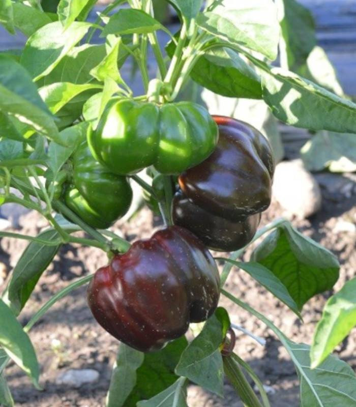 Aurelius F1 (100 seminte) ardei gogosar, Hektar Agrosel