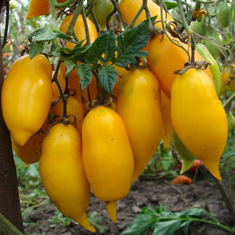 Banana Legs (70 seminte) rosii alungite galbene, foarte exotice, gust si aroma foarte bune, Seklos
