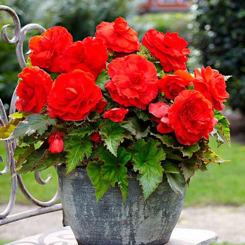 Begonie Double Red (3 bulbi), floare mare dubla, culoare rosu, bulbi de flori