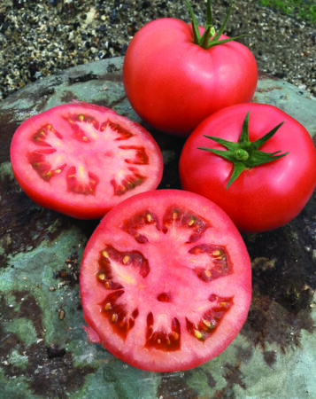 Besuto F1 ( 500 seminte) tomate pentru sere si solarii, Seminis