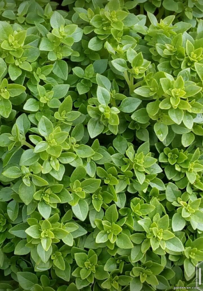 Busuioc mic Greco a Palla (1300 seminte) de busuioc cu tufa mica, cu frunze aromate
