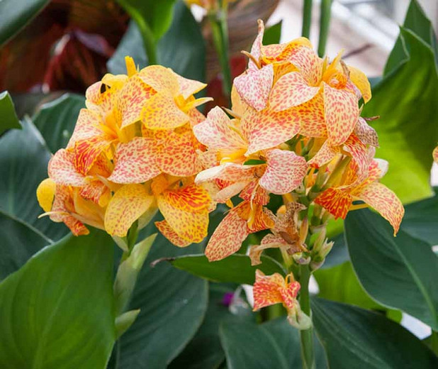 Canna Picasso (1 bulb), floare exotica mare, culoare galben cu rosu, bulbi de flori