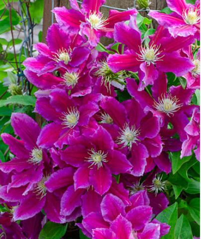 Clematite Hania (ghiveci 2 L) cu flori unice bicolore atractive rosu-violet catifelat viu, cu o margine roz pal cataratoare Clematis
