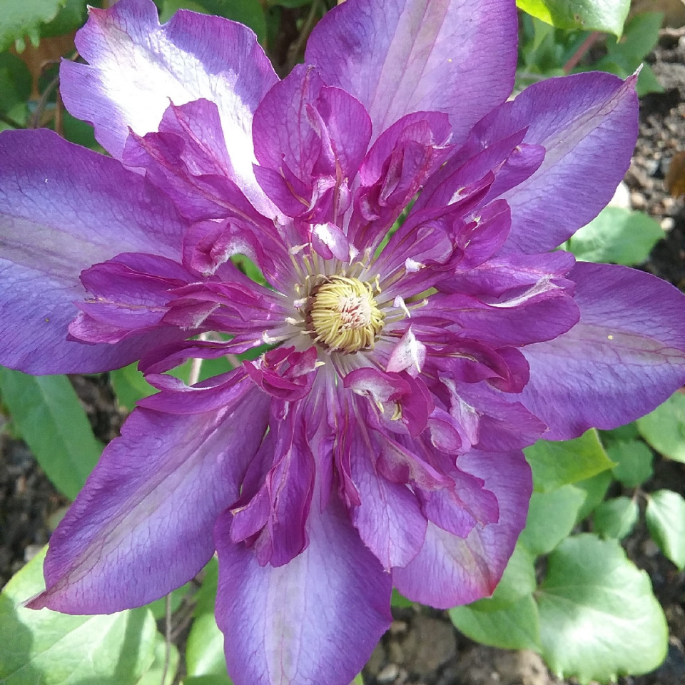 Clematite Royalty (ghiveci de 2 L) flori cu petale purpuriu-albastru magnific, cataratoare Clematis