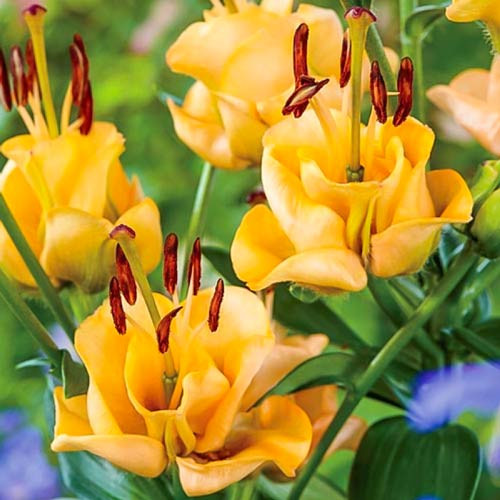 Crini Apricot Fudge (1 bulb), floare galbena deosebita, bulbi de flori