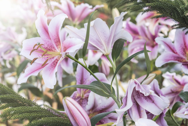 Crini Brasilia (1 bulb), culoare floare alb cu roz, bulbi de flori