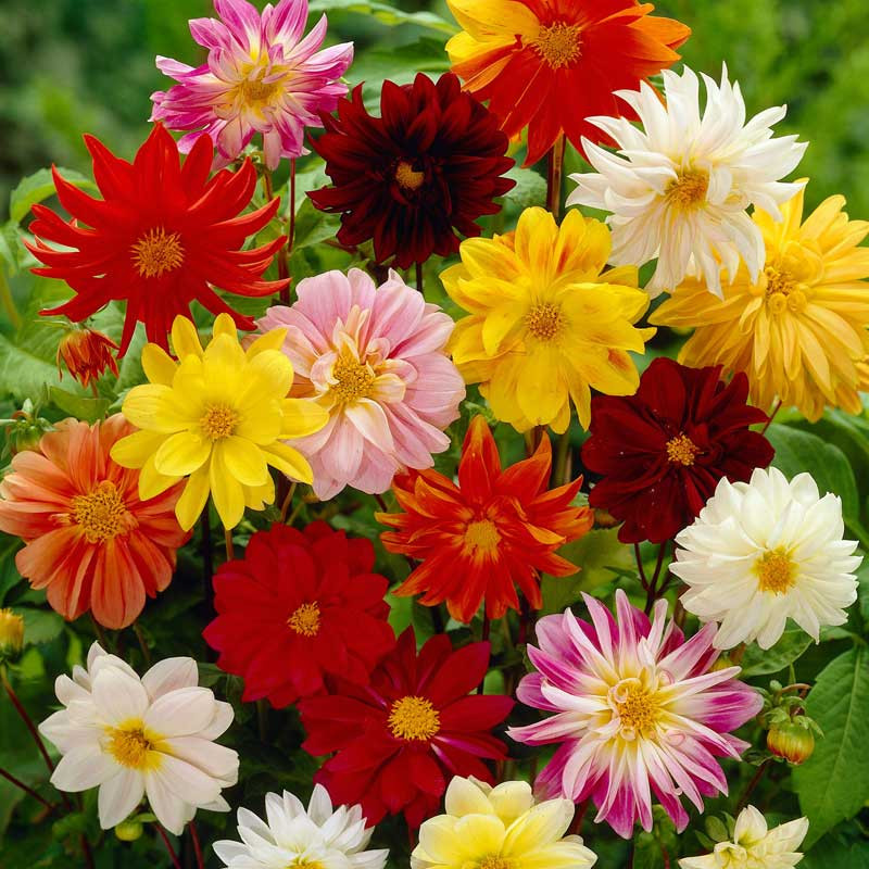 Dalia mix (60 seminte), flori colorate simple si duble, Agrosem