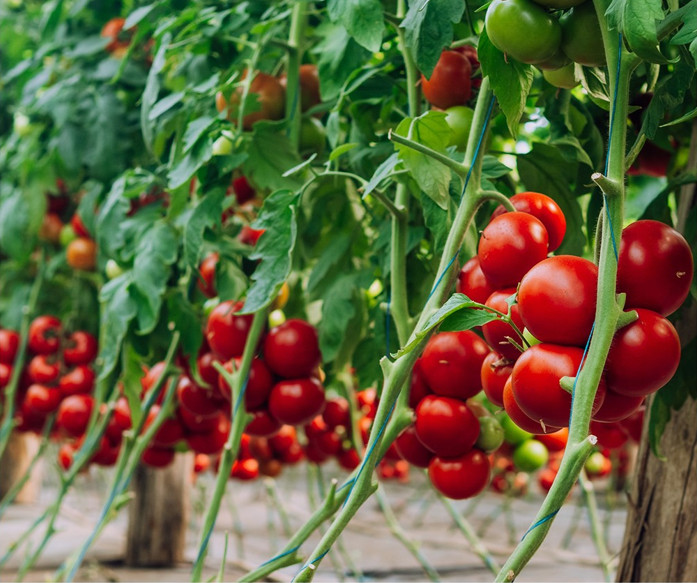 Galiceno F1 (500 seminte) tomate timpurii, cu crestere nedeterminata , Hazera