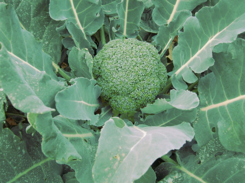 Gentlemen F1 (1000 seminte) broccoli, hibrid timpuriu, Profit Seeds