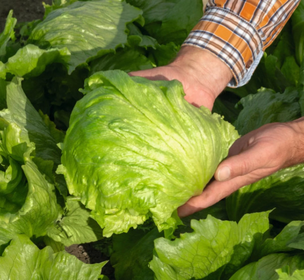 Leonice (5000 seminte) salata drajata tip iceberg pentru cultura de vara/toamna, 600 - 800 gr, Bejo