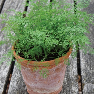 Marar Nano (500 seminte) soi de marar cu funze compacte pentru cultivare pe tot parcursul anului, Florian