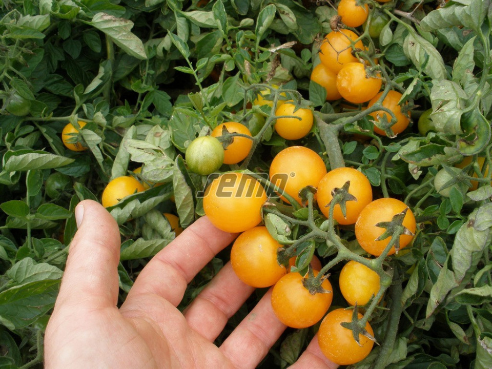 Minigold (50 seminte) de rosii cherry galbene cu fructe rotunde si delicioase, Seklos