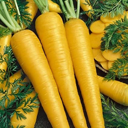 Morcovi galbeni Lobbericher (3500 seminte) soi de morcov mechi german radacini galbene stralucitoare si lungi, Agrosem