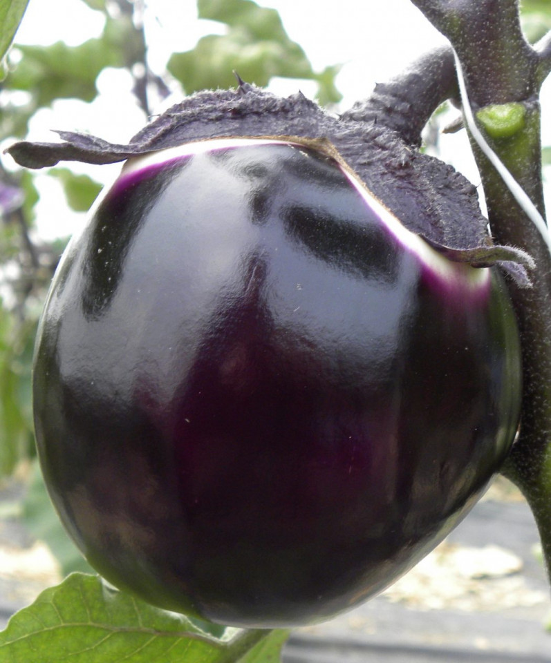 Niobe F1 (250 seminte) vinte rotunde, pulpa dulce, Profit Seeds