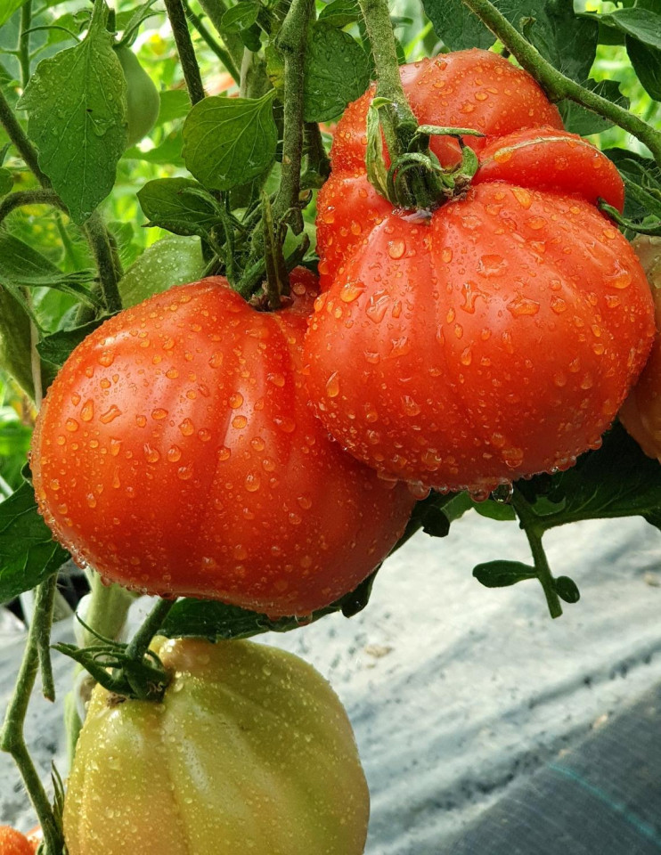 Red Pear (500 seminte) tomate in forma de para soi italian, crestere nedeterminata, Vitesse