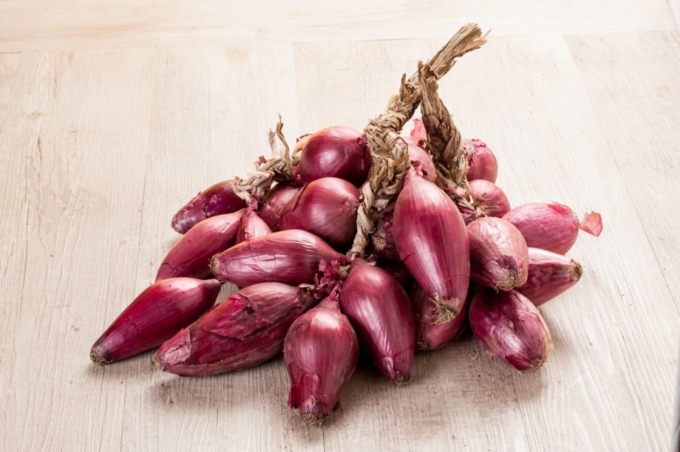 Tropea Rossa Lunga (100 grame) seminte ceapa rosie alungita, Profit Seeds